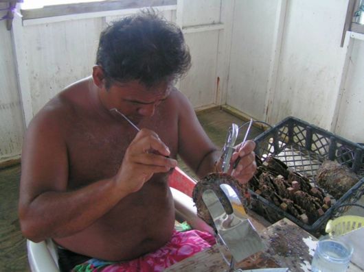 Different Phases Of Oyster Farming