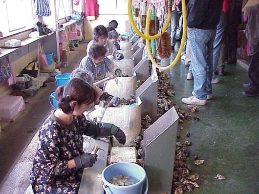 Different Phases Of Oyster Farming