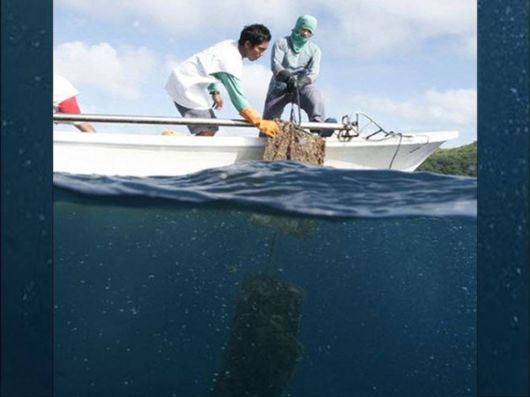 Different Phases Of Oyster Farming