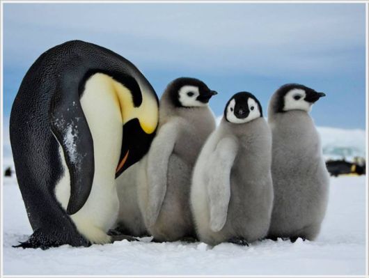 Best Pictures By NatGeo For 2012