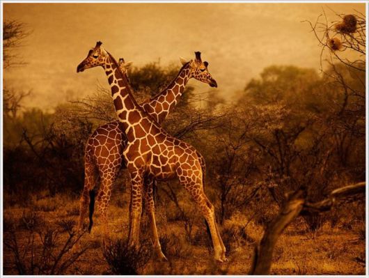 Best Pictures By NatGeo For 2012