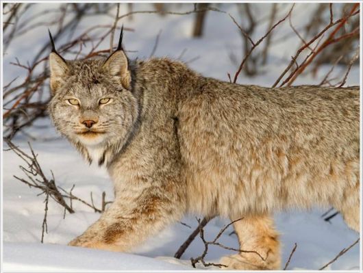 Best Pictures By NatGeo For 2012