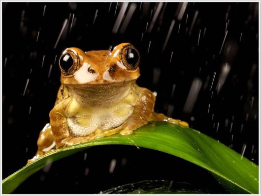 Best Pictures By NatGeo For 2012