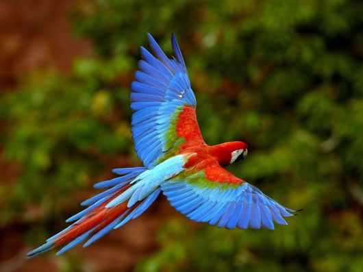 Beautiful Colorful Birds
