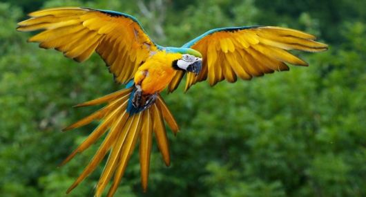 Beautiful Colorful Birds