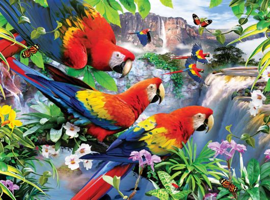 Beautiful Colorful Birds