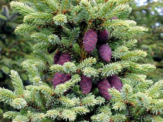 Beautiful Colors Of The Nature