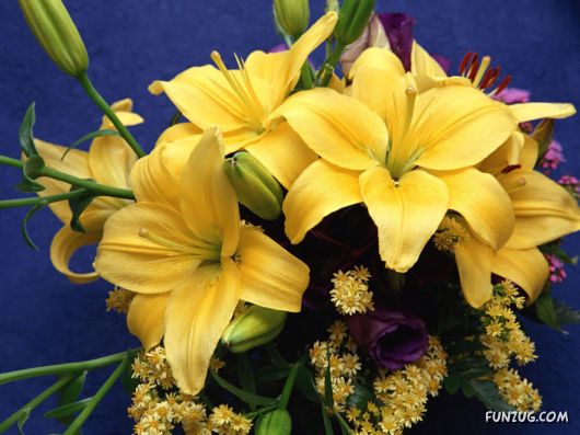 Fresh Flowers for You