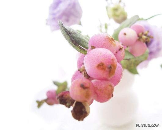 Fresh Flowers for You