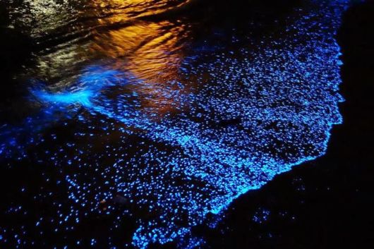 Spectacular Glowing Beach Of Maldives