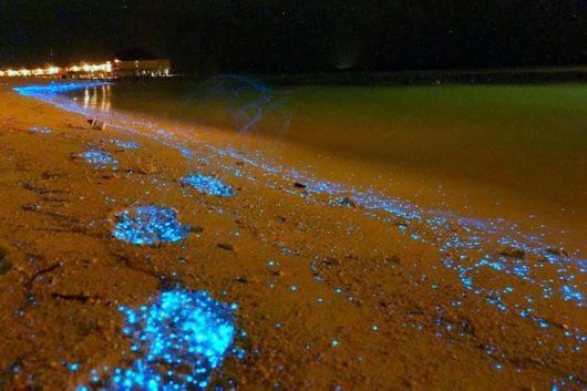 Spectacular Glowing Beach Of Maldives