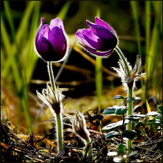 Beautiful Hairy Flowers Photography