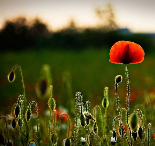 Beautiful Hairy Flowers Photography