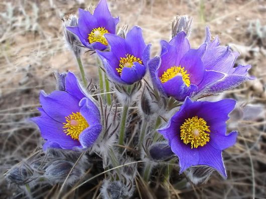 Beautiful Hairy Flowers Photography