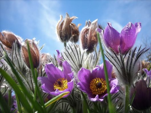 Beautiful Hairy Flowers Photography