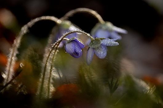 Beautiful Hairy Flowers Photography