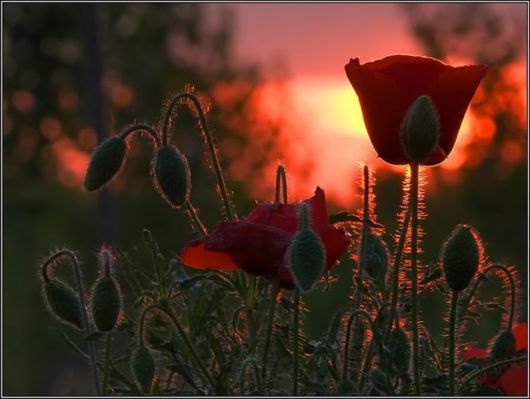 Beautiful Hairy Flowers Photography
