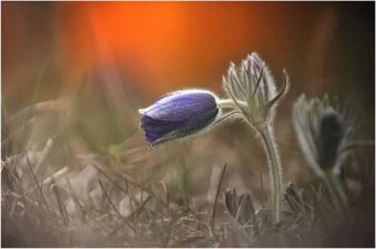 Beautiful Hairy Flowers Photography