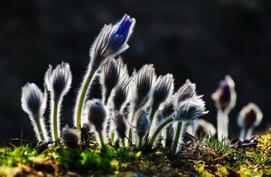 Beautiful Hairy Flowers Photography