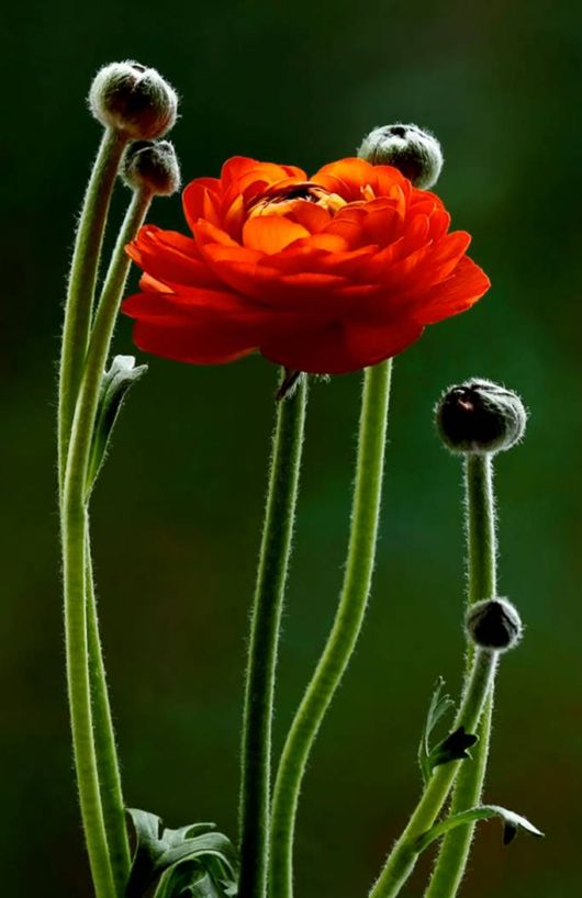 Beautiful Hairy Flowers Photography