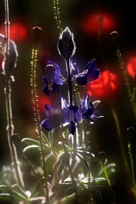 Beautiful Hairy Flowers Photography