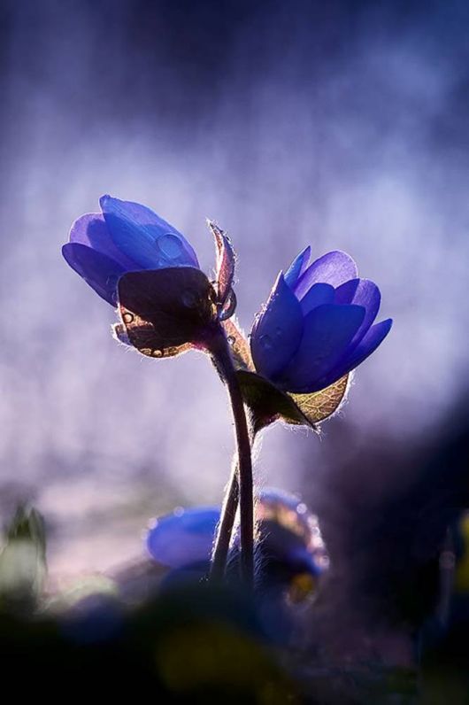 Beautiful Hairy Flowers Photography