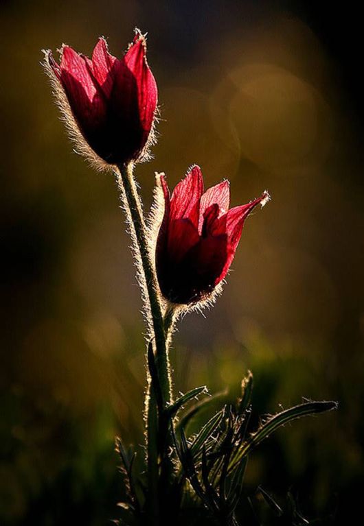 Beautiful Hairy Flowers Photography