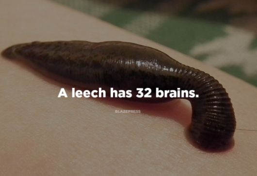 Some Shocking Facts About Nature