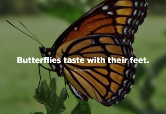 Some Shocking Facts About Nature