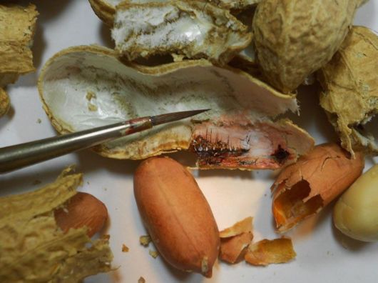 Tiniest Paintings You Will Ever See 