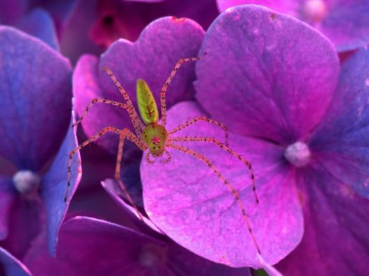 Beautiful Violet Color Wallpapers