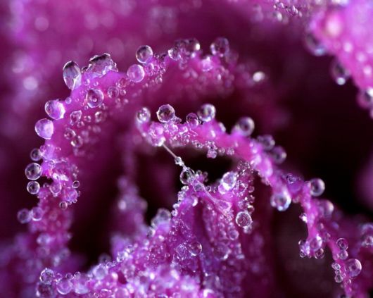 Beautiful Violet Color Wallpapers