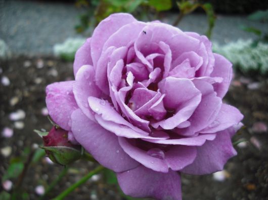 Beautiful Violet Color Wallpapers