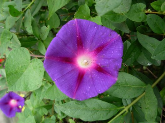 Beautiful Violet Color Wallpapers