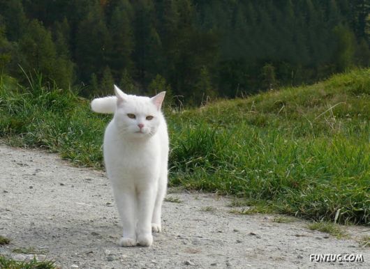 Cute White Cats Wallpapers