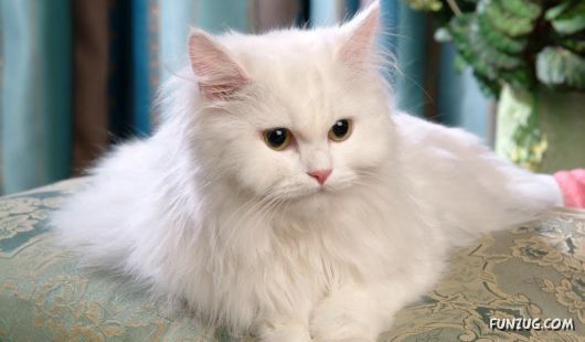Cute White Cats Wallpapers