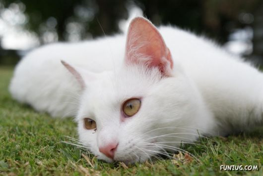 Cute White Cats Wallpapers