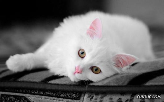 Cute White Cats Wallpapers