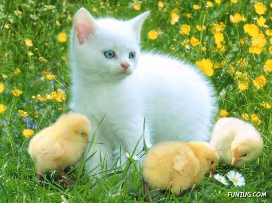 Cute White Cats Wallpapers