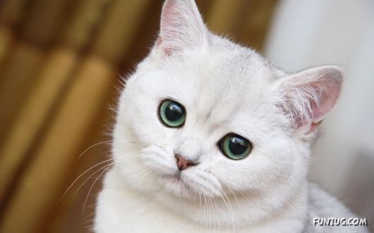 Cute White Cats Wallpapers