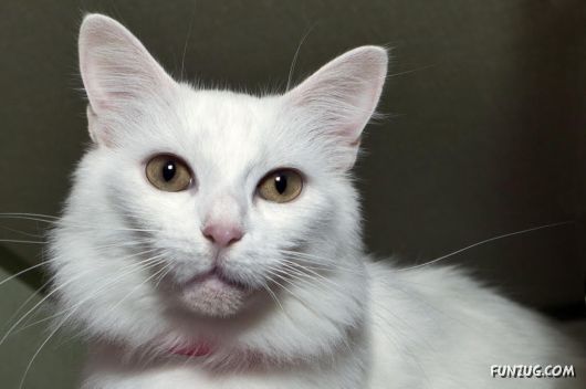 Cute White Cats Wallpapers