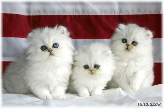 Cute White Cats Wallpapers