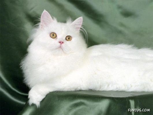 Cute White Cats Wallpapers
