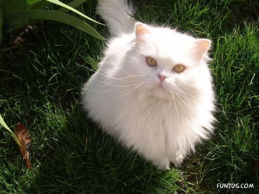Cute White Cats Wallpapers