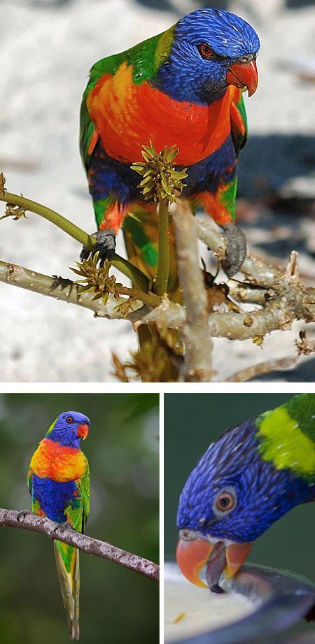 Most Amazing Exotic Birds | Funzug.com