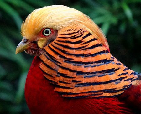 Most Amazing Exotic Birds | Funzug.com