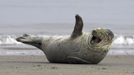 20 Animals On The Beach Who Love Summer More Than You