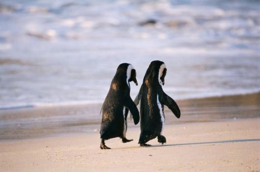 20 Animals On The Beach Who Love Summer More Than You