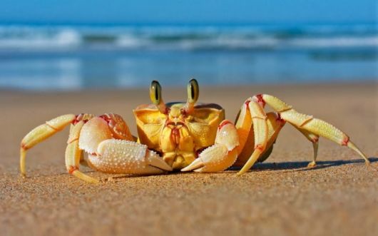 20 Animals On The Beach Who Love Summer More Than You