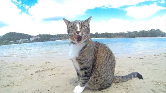 20 Animals On The Beach Who Love Summer More Than You